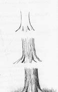 Image result for Apple Tree Trunk