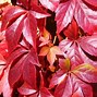 Image result for Does Poison Ivy Flower