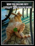 Image result for Fat Tabby Cat Meme