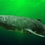 Image result for Greenland Shark
