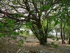 Image result for Most Dangerous Tree in the World