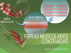 Image result for Contracciones Musculares