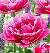Image result for Tulipa Aveyron