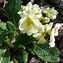 Image result for Primula Stradbrook Lilac Lustre
