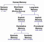 Image result for Memory Structure