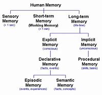 Image result for Short Term Memory Psychology