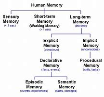 Image result for Study of Memory in Psychology