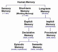 Image result for How Memory Works in the Human Brain