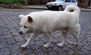 Image result for dognoscitivo