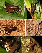 Image result for Rhaphidophoridae