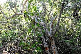 Image result for Poisonwood Tree
