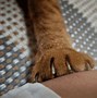 Image result for Cat Claw Infection