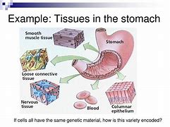 Image result for Nervous Tissue in the Stomachtransection