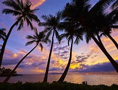 Image result for Palm Tree HD