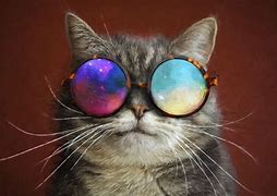 Image result for Cool Cat with Glasses