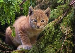 Image result for Domestic Lynx Cat
