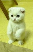 Image result for White Scottish Fold Cat