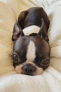 Image result for Mini Boston Terrier