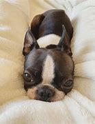 Image result for Cute Baby Boston Terriers