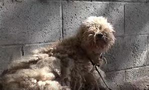 Image result for Stray Poodle
