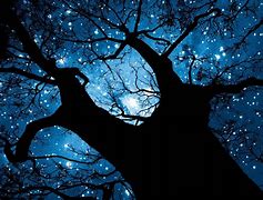 Image result for Night Sky through Trees