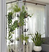 Image result for Plants Hanging On the Wall with Discription