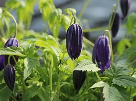 Image result for Clematis macropetala Maidwell Hall