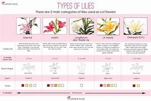 Image result for Lily Flower Names