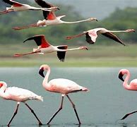 Image result for Bird Migration India