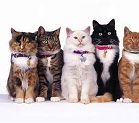 Image result for Stray Cat Wallpaper