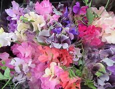 Image result for Sweet Pea Flower Backgrounds