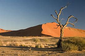 Image result for Desert Sacred