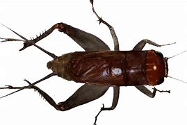 Image result for Cute Cartoon Crickets