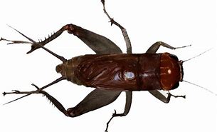 Image result for Cartoon Pic of an Insect Cricket