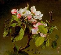 Image result for Apple Blossom Drawing