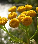 Image result for Tanacetum Alfred (Coccineum-Group)