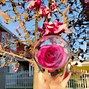 Image result for Real Roses That Last Forever
