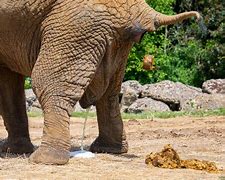 Image result for Elephant Poops On Zookeeper
