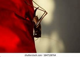 Image result for Common Cave Cricket