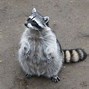 Image result for Funny Raccoon Eating