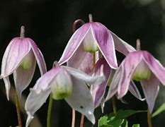 Image result for Clematis alpina Willy