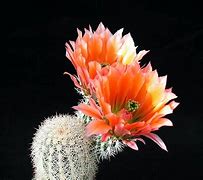 Image result for Beautiful Cactus Plants