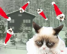 Image result for Grumpy Cat Christmas Funny