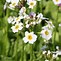 Image result for Primula japonica Alba