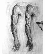 Image result for Realistic Arm Drawing