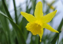 Image result for Narcissus February Gold