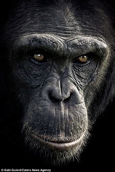 Incredible images show the expressive faces of chimpanzees | Daily Mail Online