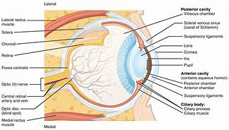 Image result for Perceptual Cells