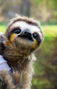Image result for Sloth Smile Cute Face