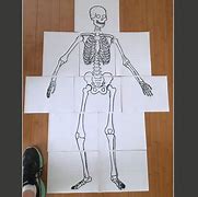 Image result for Life-Size Paper Skeleton